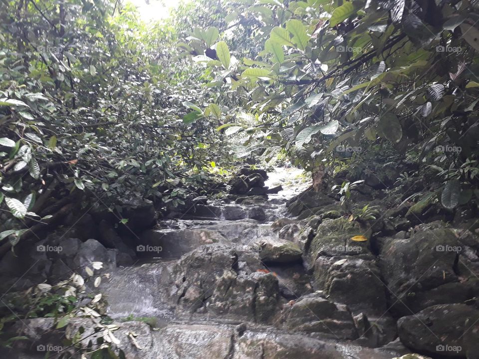 trees with natural shades in the interior of West Papua.