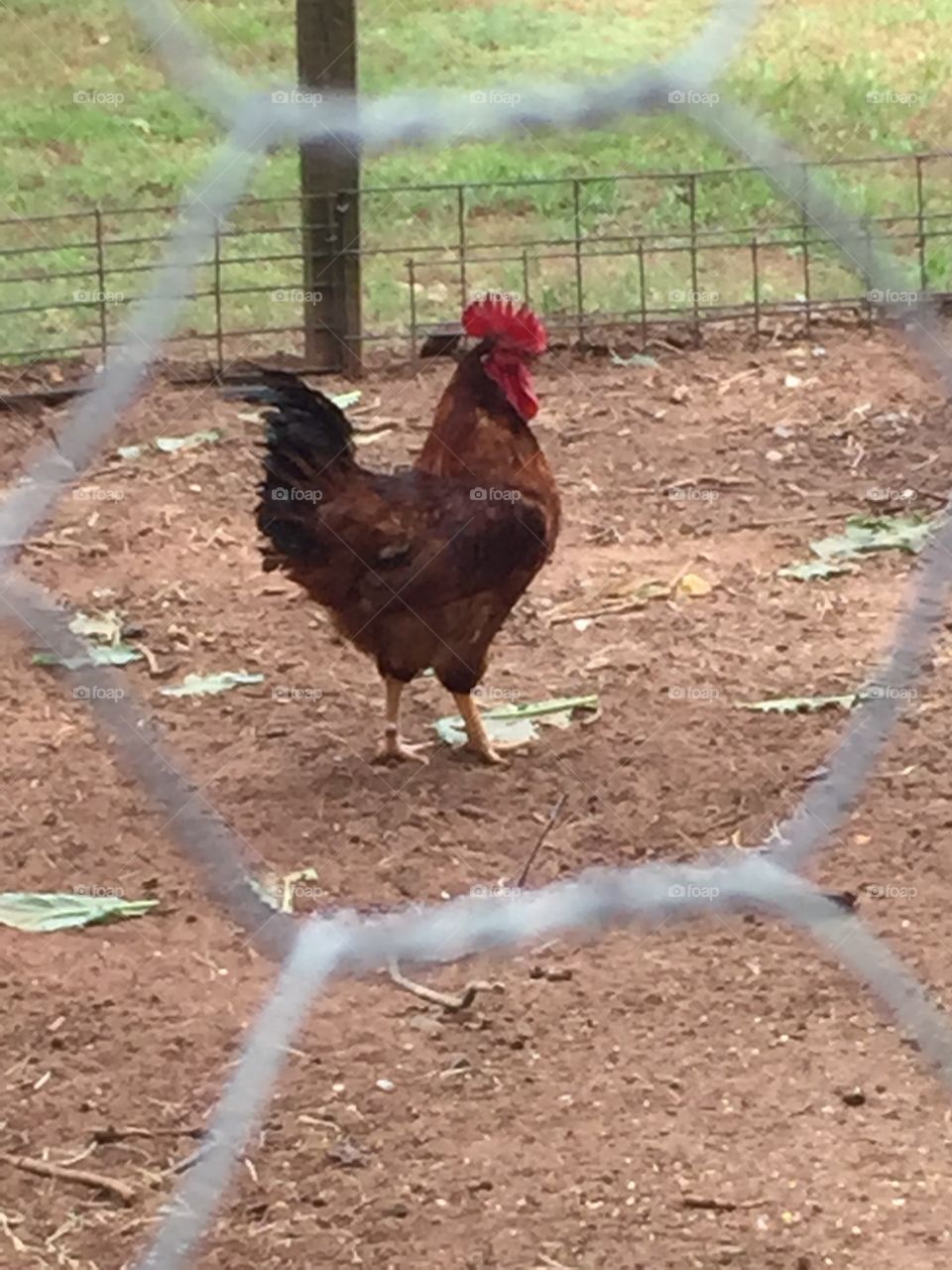 Chicken at the boyhood farm of Former President of U.S. In Plains, Georgia. 