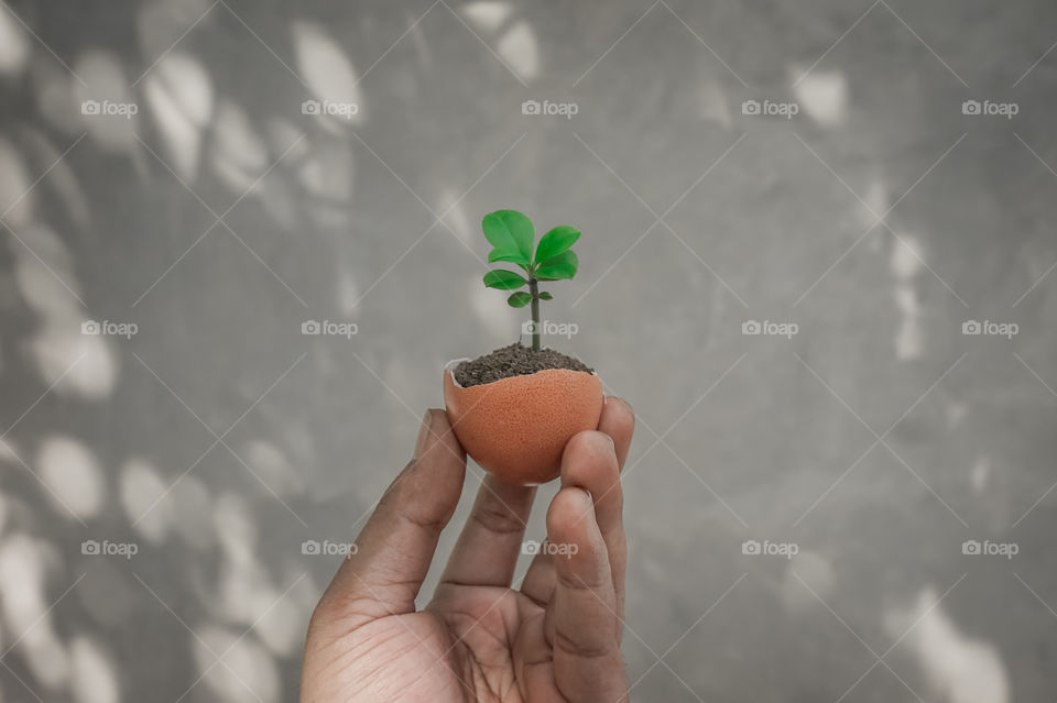 Close-up of hand holding green plant growing inside egg shell