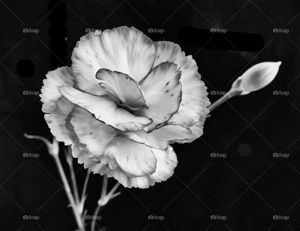 BW flower 