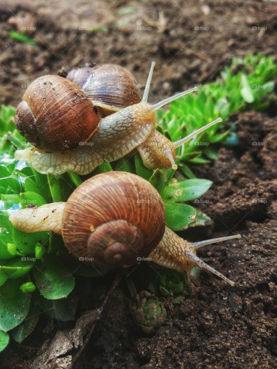 3 snails in the garden.