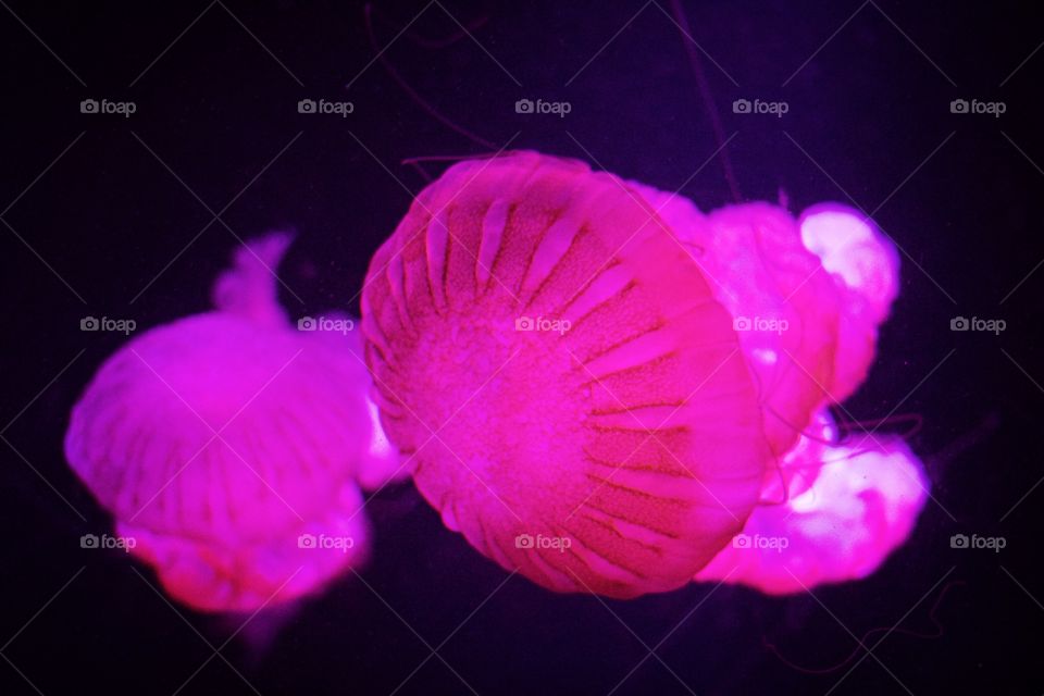 No Person, Invertebrate, Underwater, Color, Art