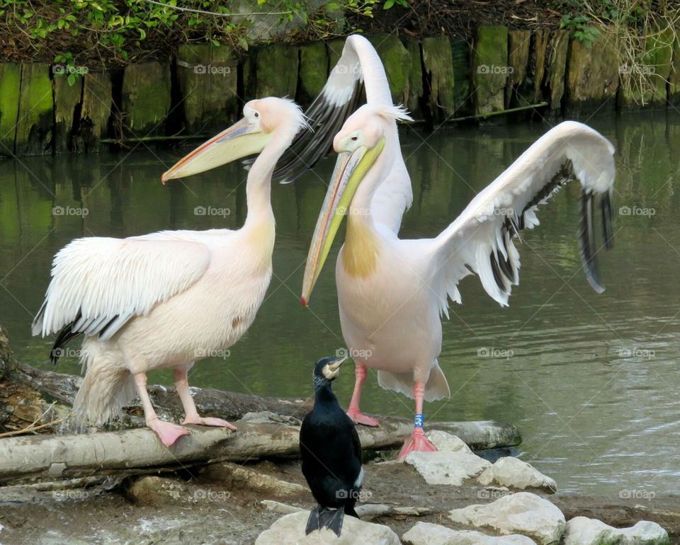 pelicans