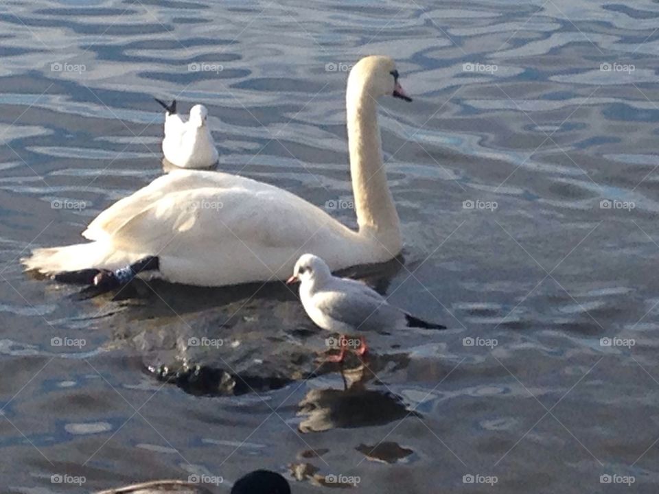 Swan with seagulls Pennington flash country park