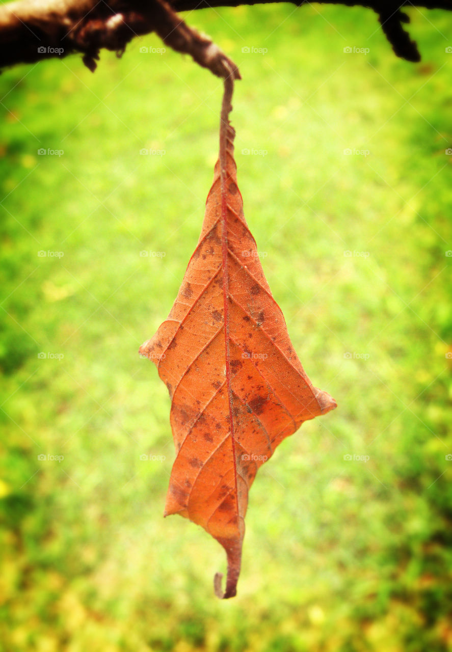The lone leaf