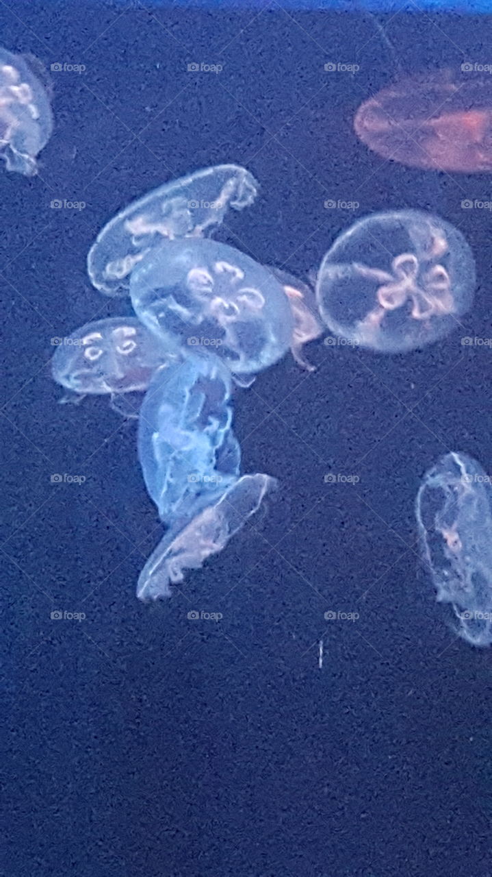 Jellyfish of Maui