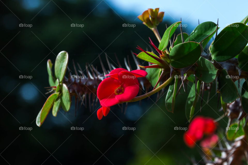 Tiny red buds 