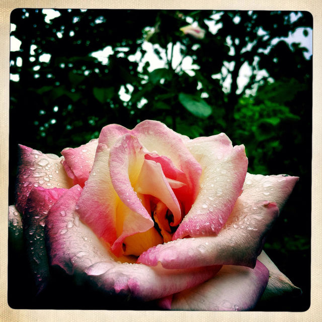Wet Flower