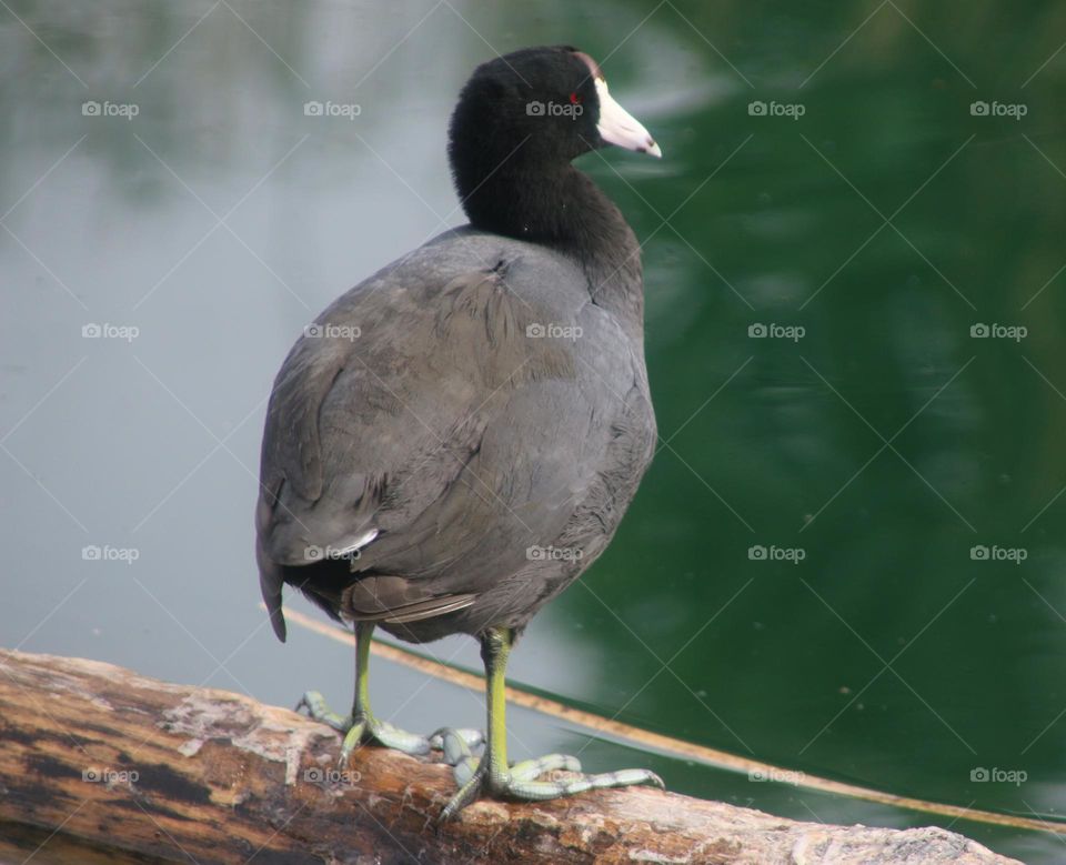 American Coot on a Log