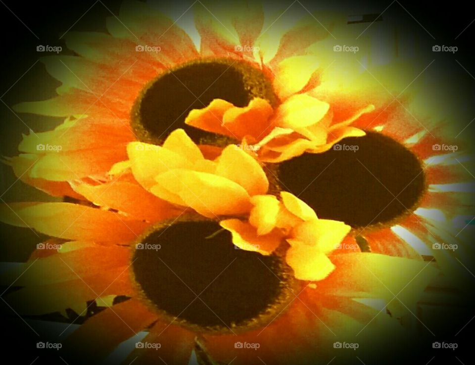 I love sunflowers
