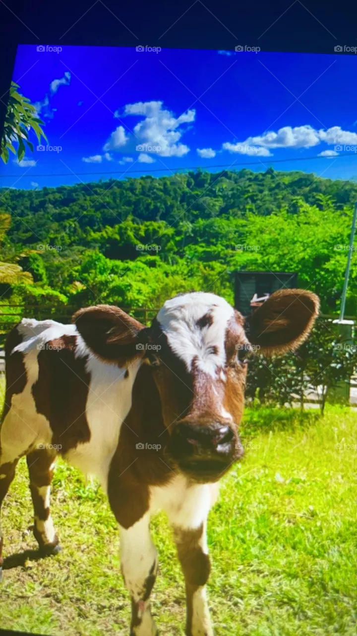 Cow 🐮