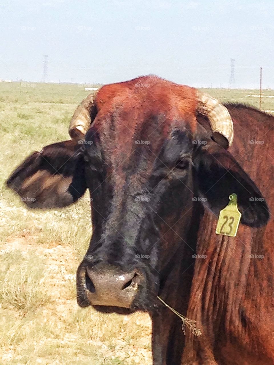 Texas bull