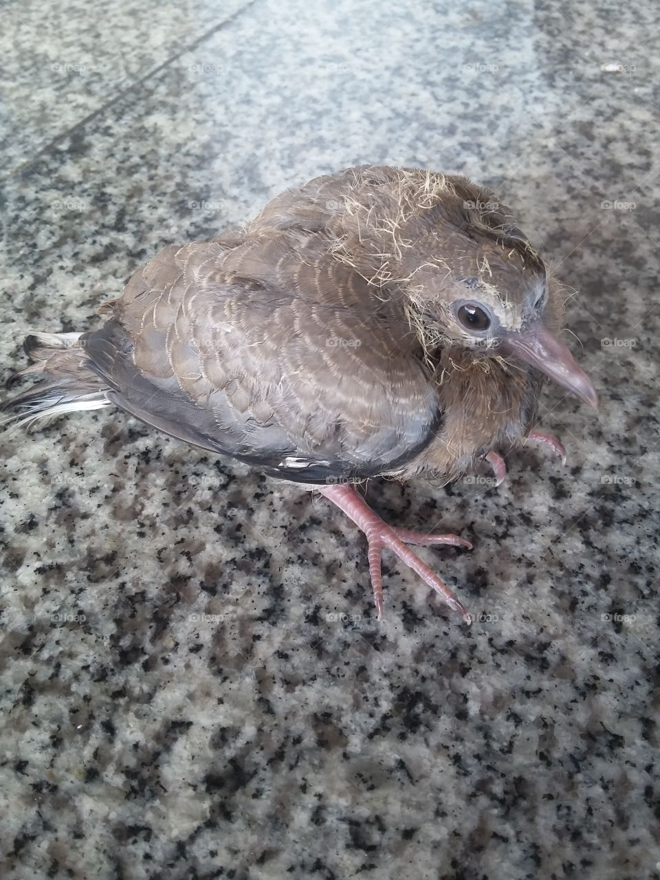 baby bird dove