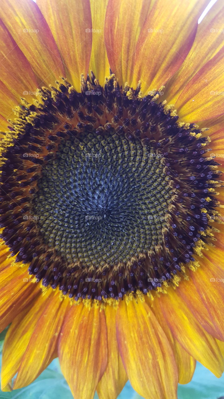 Heart of Sunflower