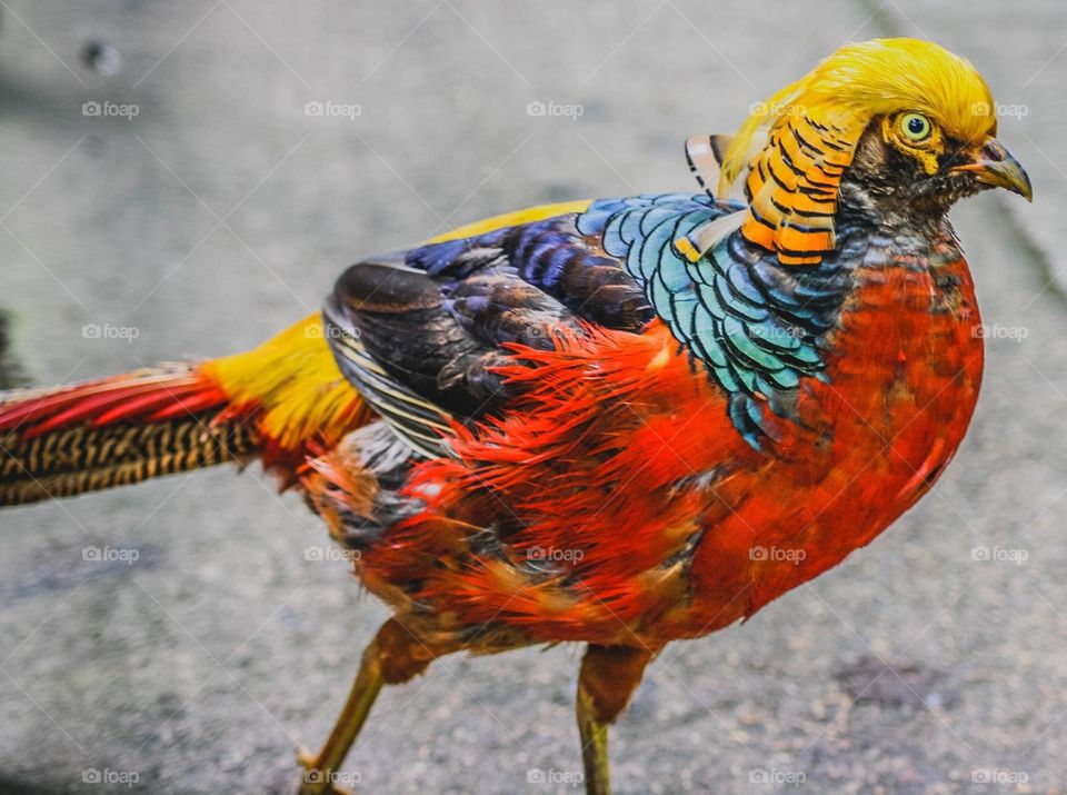Brightly coloured bird 