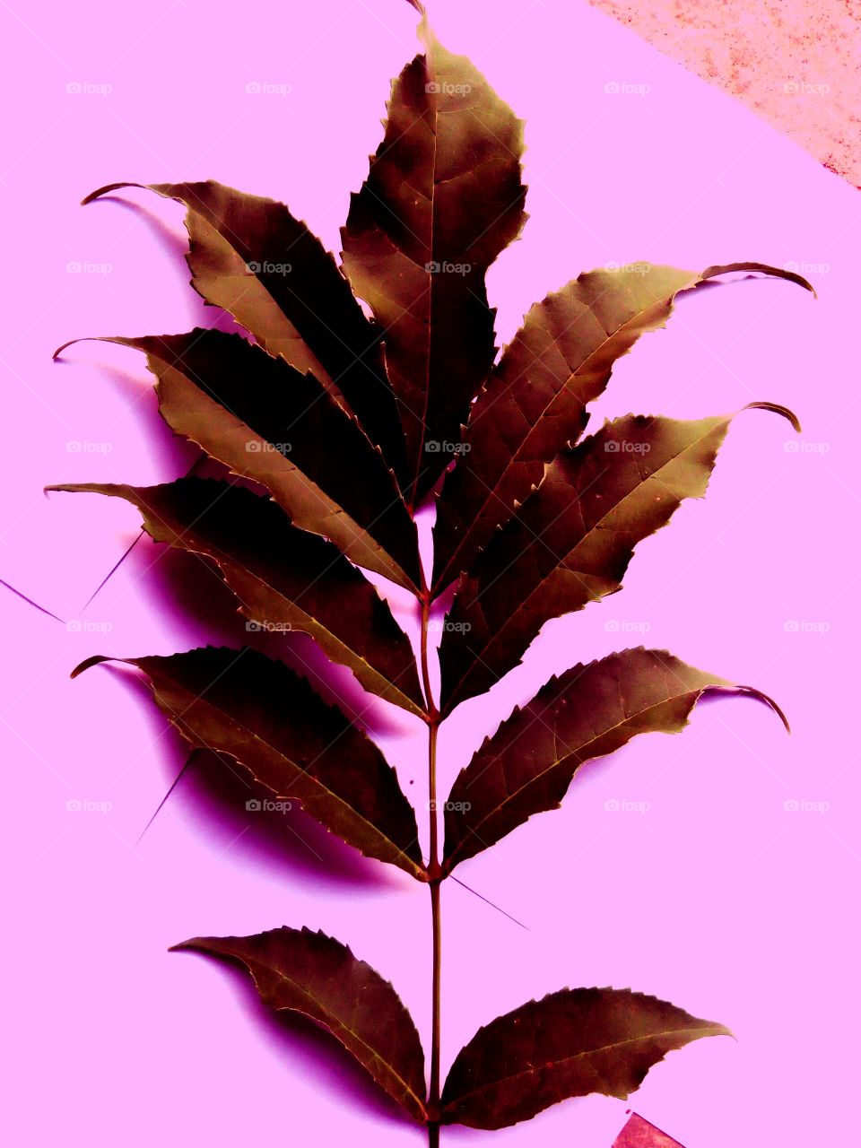Nature Pink leaf
