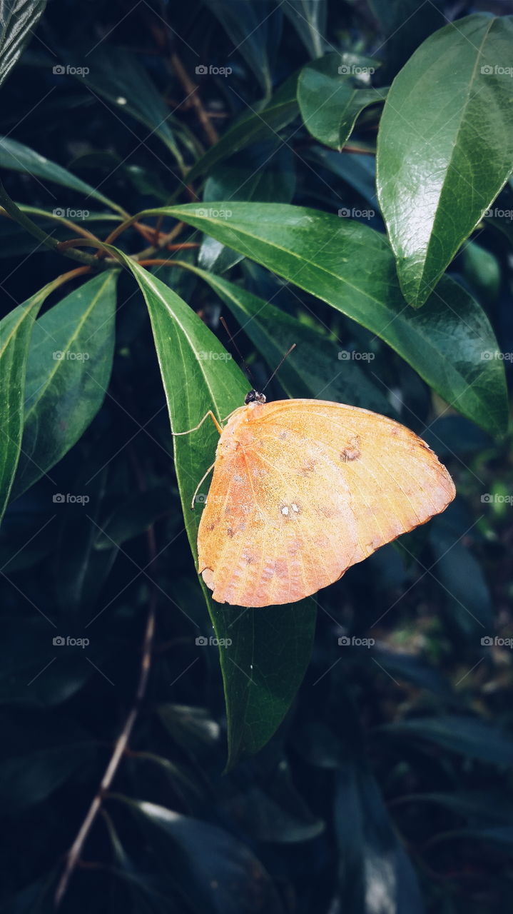 Orange Butterfly