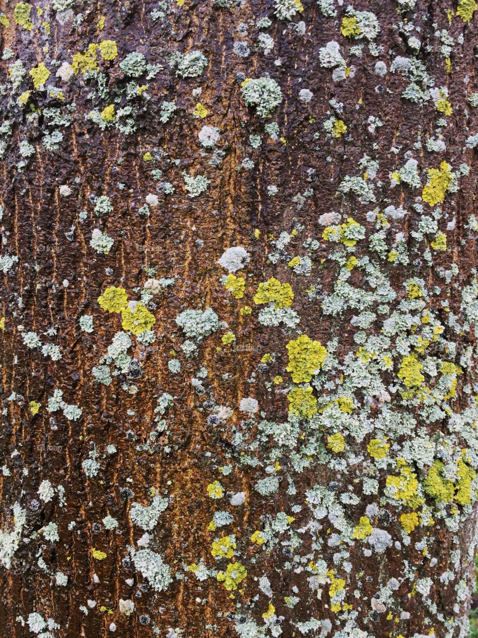 Moss and lichens on wood