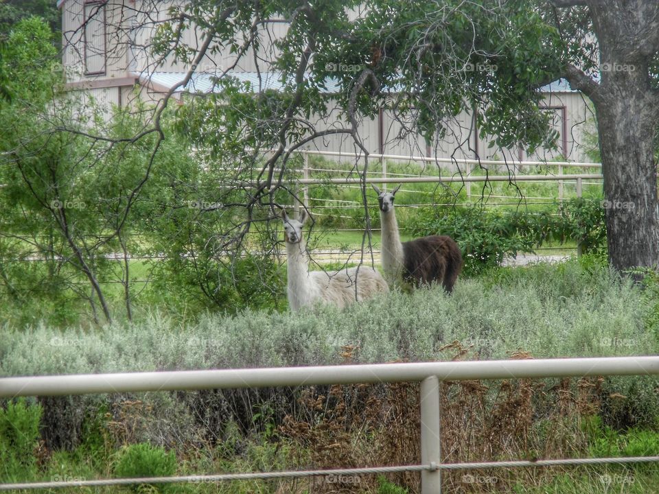 Llama. This is a picture of some llamas that I saw while out exploring this morning. 👣 🚶 🏃 🔥 💨