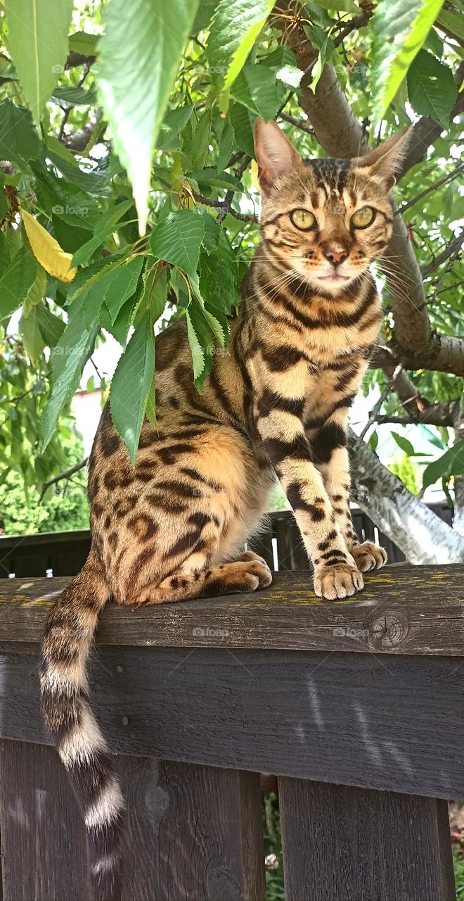 purebred cat beautiful portrait sitting on a wooden fence summer time