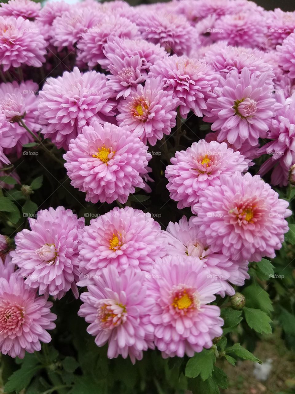 Flowers in my backyard