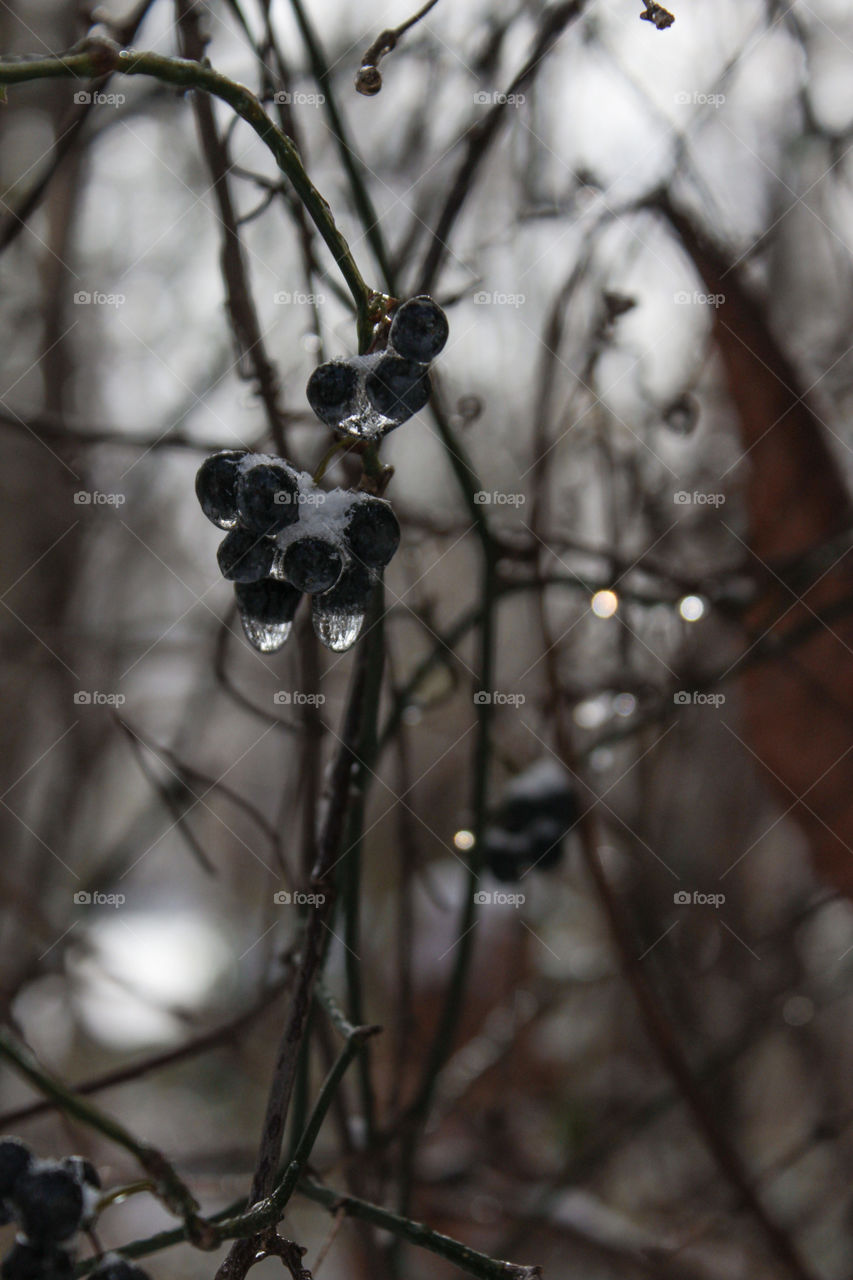 Frozen fruits on tree