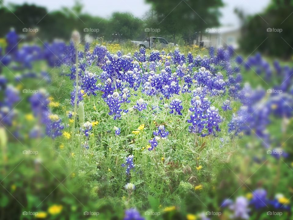 Spring in Texas . The Bluebonnets