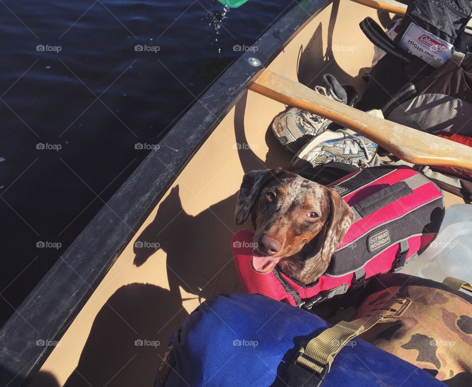 Smiling dog on a canoe adventure