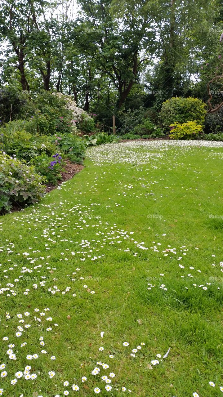 Spring blooms. Garden view