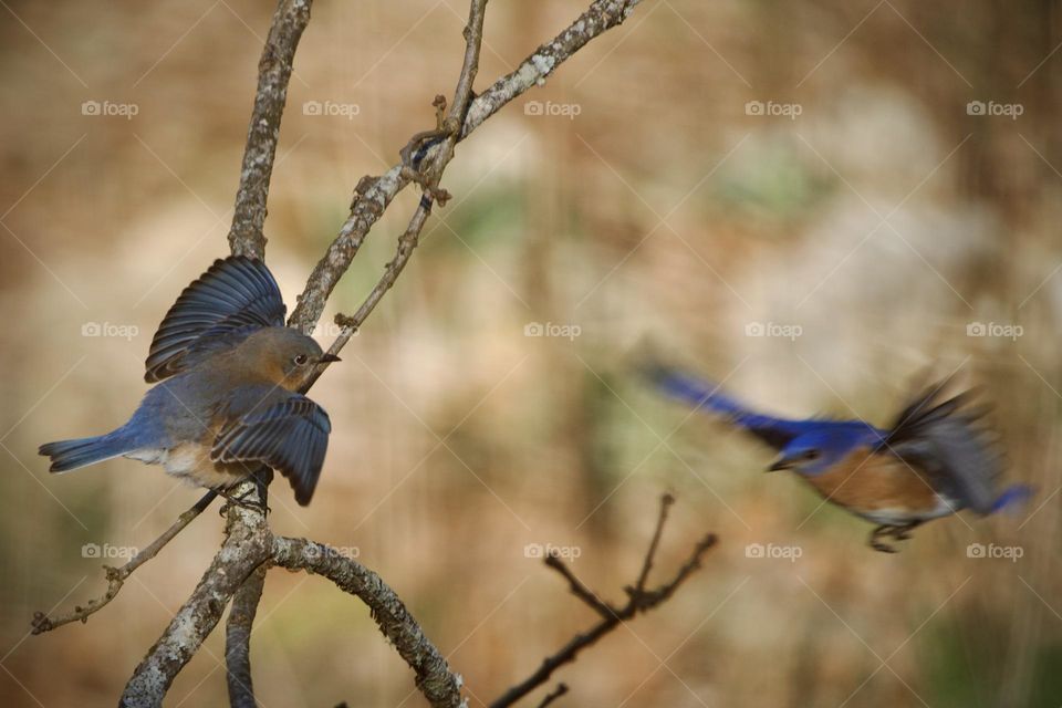 A mated pair of Eastern Bluebirds look overjoyed to see each other in the Spring