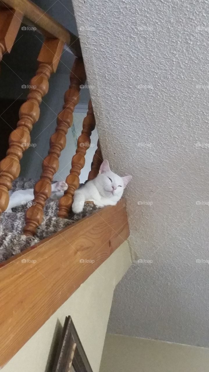 cat,stairs