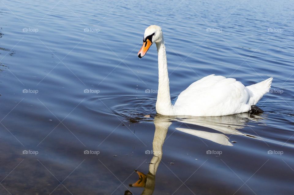 Swan