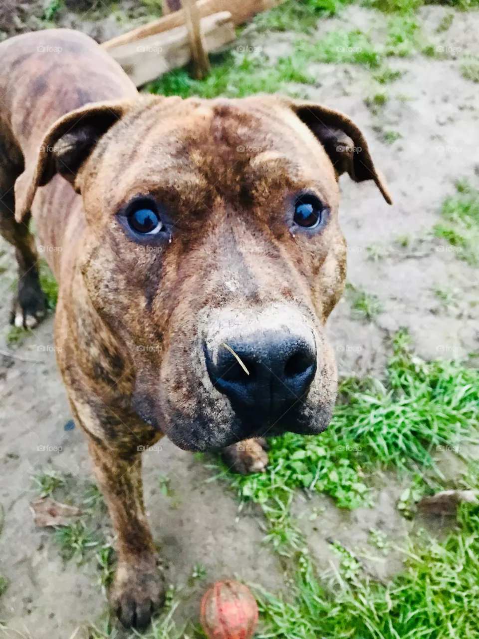 Puppy Eyes 