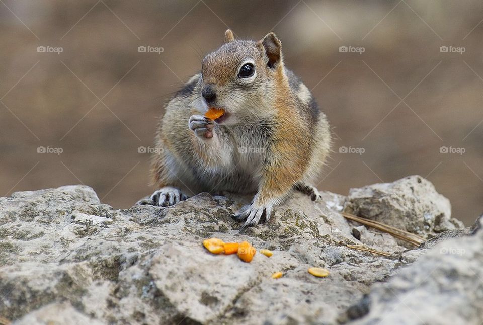 A Golden Mantled squirrel finds food near a campsite.