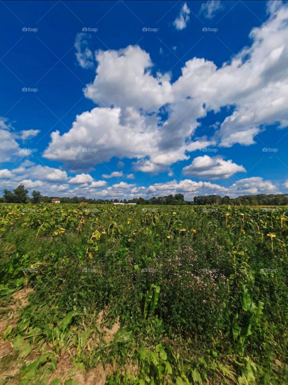Sunflowers under a blue cloudy sky Field in Harvest Season
