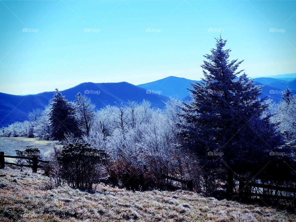 Beautiful Forests - Bosques Lindos 