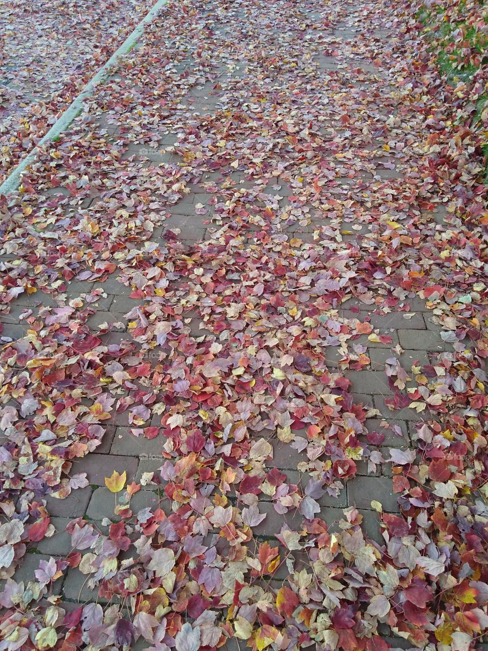 leaves on a fall day