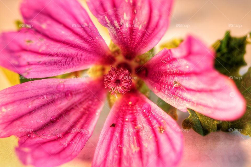 The pink Flower macro photo