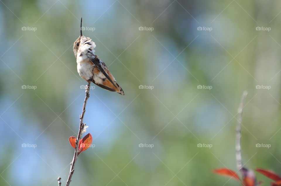 Hummingbird on the tree