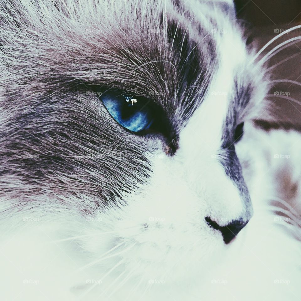 This is my cat Pettsson