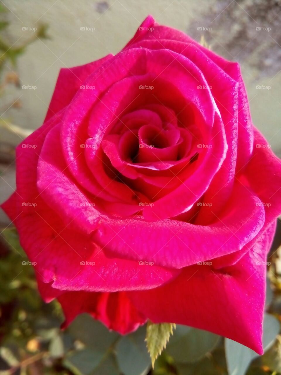 Rose is the simbol of love