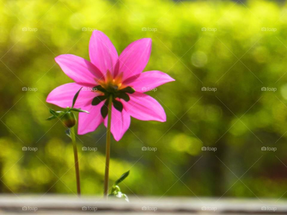pink dahlia flower
