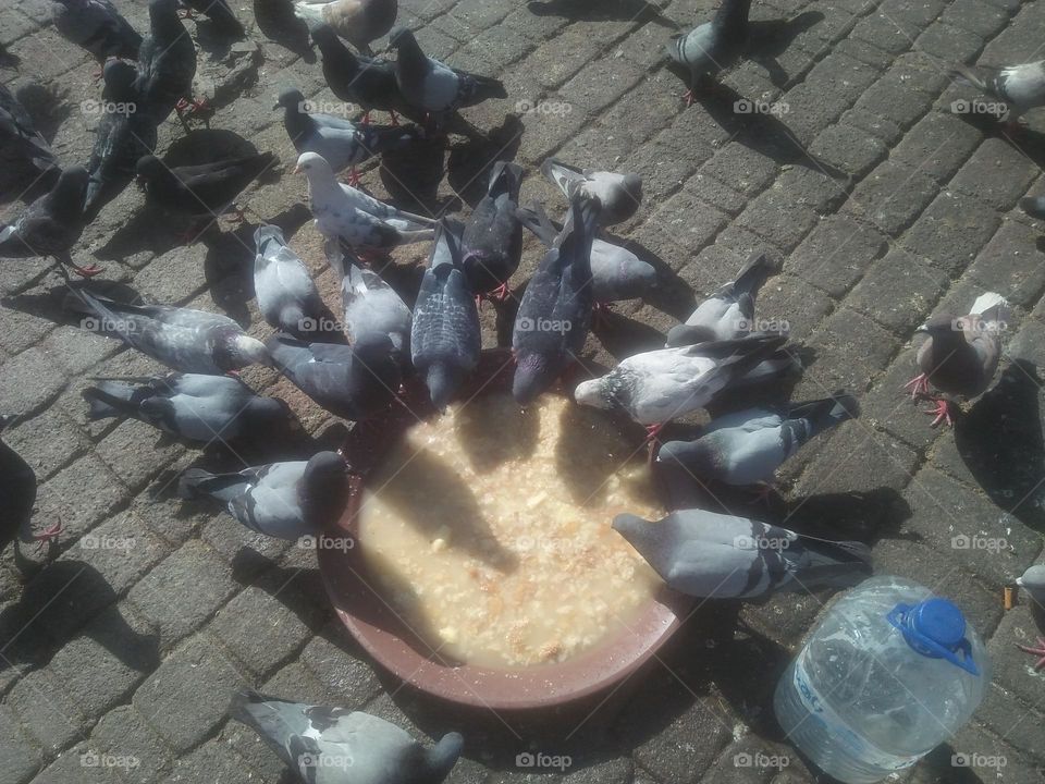 Flock of pigeons