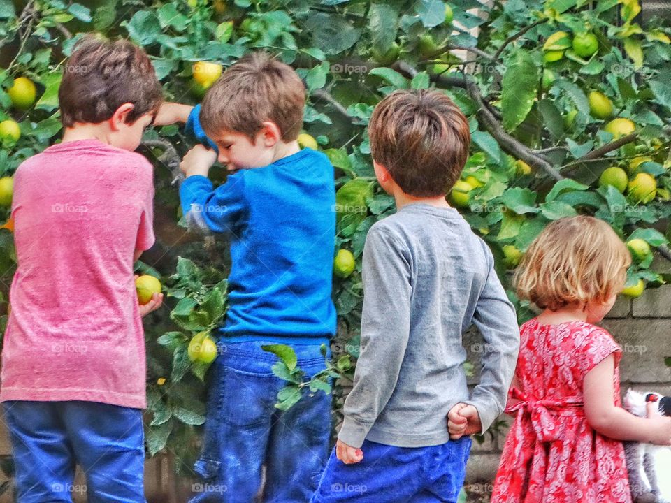 Children Gathering Lemons In The Garden
