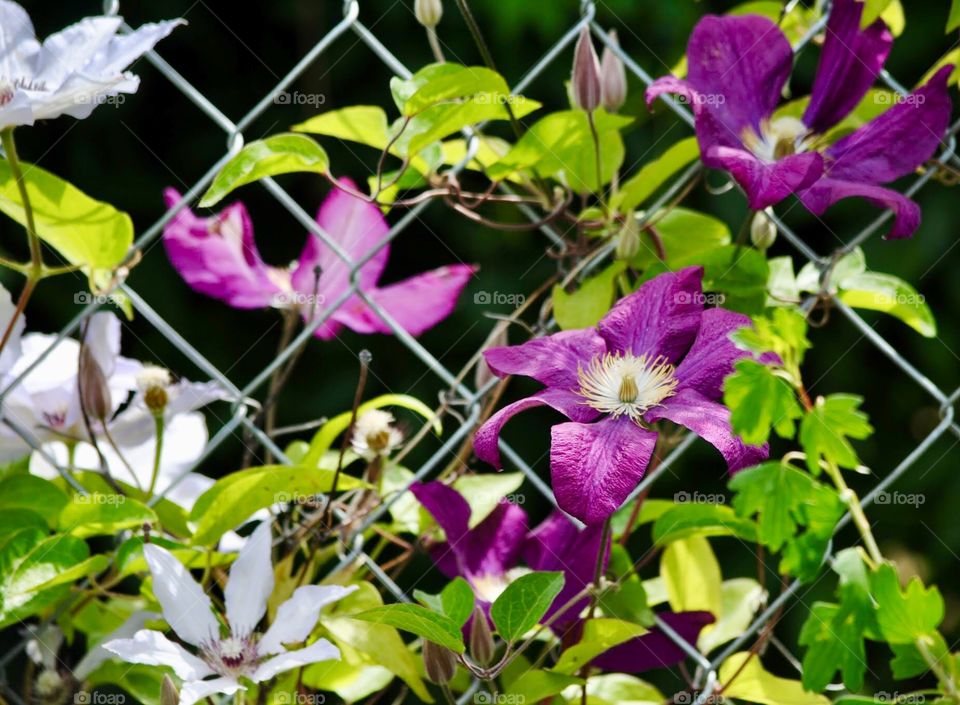 Climbing of the Clematis