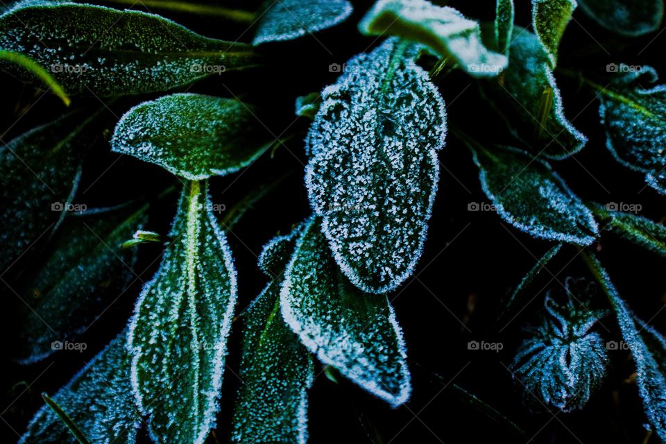 frost covered leafs
