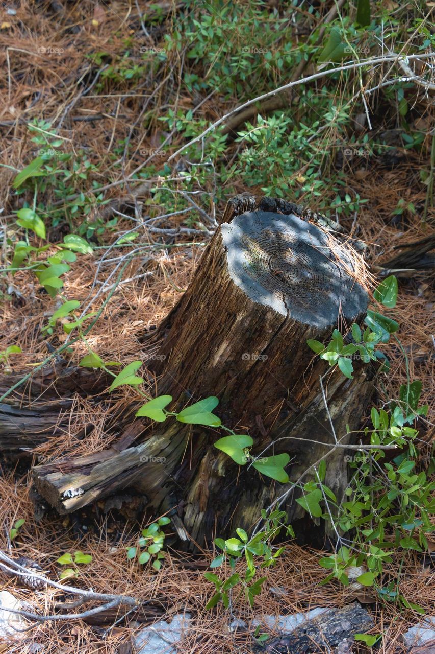 A tree stump wrapped in ivy