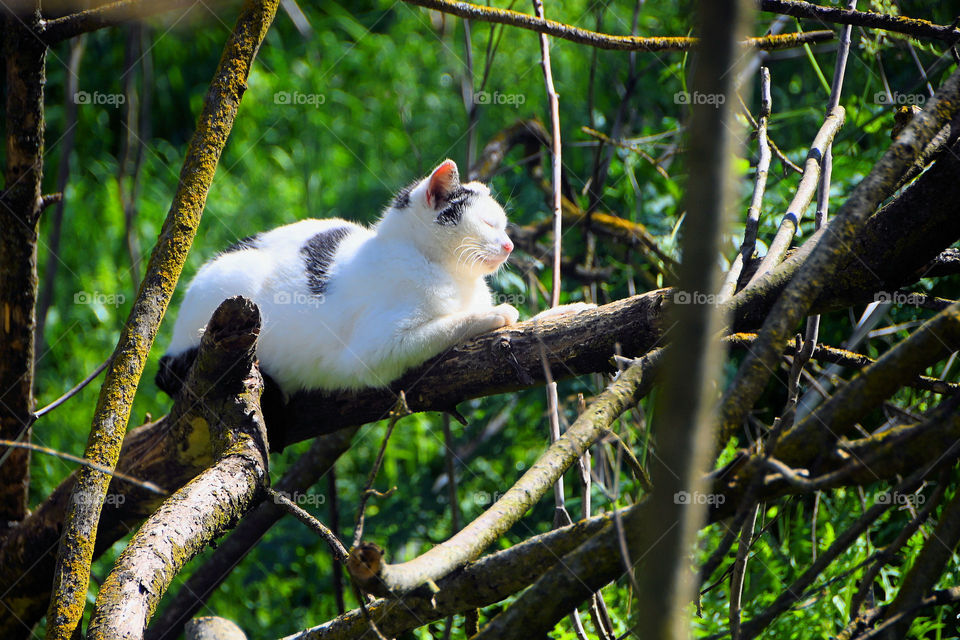 White stray cat on the branch 