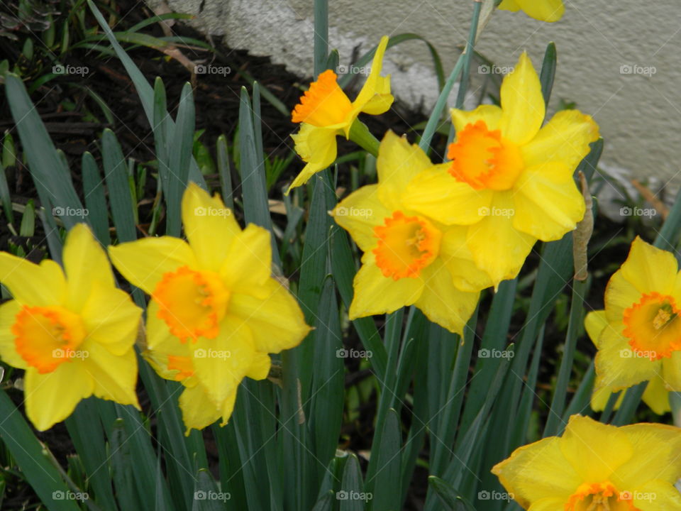 daffodils . Springtime in lancaster