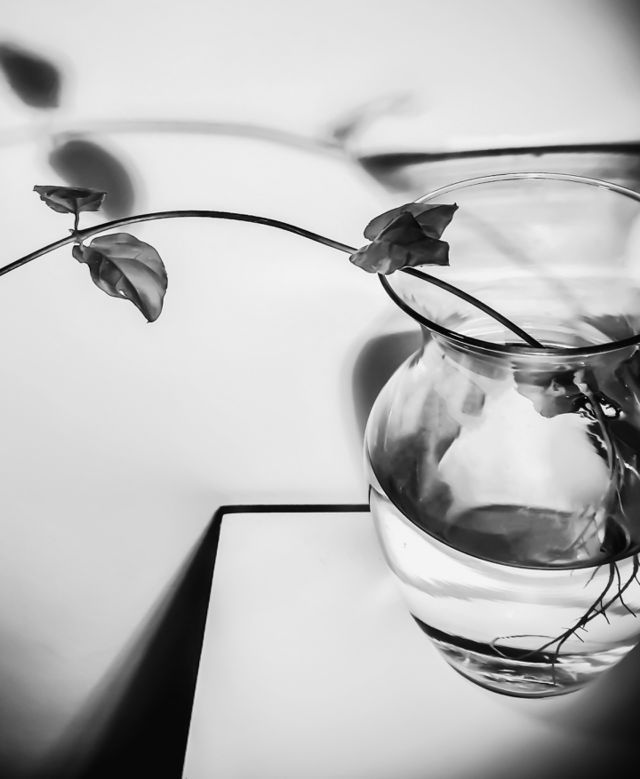 Jasmine branch in a vase casting a shadow background 